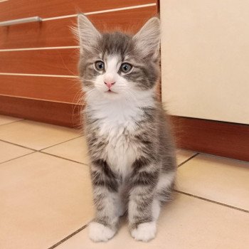 chaton Norvégien blue blotched tabby & blanc Topaze Des Petits Vikings Chatterie Des Petits Vikings chaton Norvégien blue blotched tabby & blanc Topaze Des Petits Vikings Chatterie Des Petits Vikings