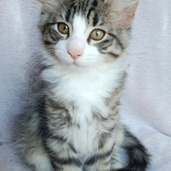 chaton Norvégien brown mackerel tabby & blanc Tornado Des Petits Vikings Chatterie Des Petits Vikings chaton Norvégien brown mackerel tabby & blanc Tornado Des Petits Vikings Chatterie Des Petits Vikings
