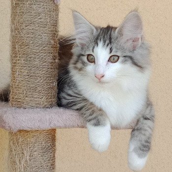 chaton Norvégien black silver spotted tabby Tundra Des Petits Vikings Chatterie Des Petits Vikings chaton Norvégien black silver spotted tabby Tundra Des Petits Vikings Chatterie Des Petits Vikings