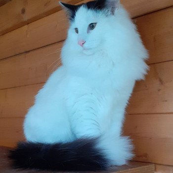 chaton Norvégien blue & blanc arlequin Twix Des Petits Vikings Chatterie Des Petits Vikings chaton Norvégien blue & blanc arlequin Twix Des Petits Vikings Chatterie Des Petits Vikings