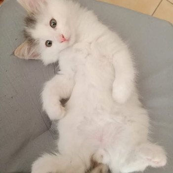 chaton Norvégien blue & blanc arlequin Twix Des Petits Vikings Chatterie Des Petits Vikings chaton Norvégien blue & blanc arlequin Twix Des Petits Vikings Chatterie Des Petits Vikings