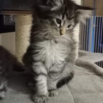 chaton Norvégien brown mackerel tabby Ulysse Des Petits Vikings Chatterie Des Petits Vikings chaton Norvégien brown mackerel tabby Ulysse Des Petits Vikings Chatterie Des Petits Vikings
