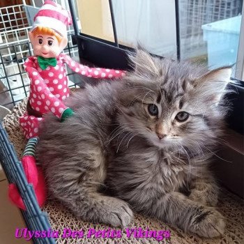 chaton Norvégien brown mackerel tabby Ulyssia Des Petits Vikings Chatterie Des Petits Vikings chaton Norvégien brown mackerel tabby Ulyssia Des Petits Vikings Chatterie Des Petits Vikings