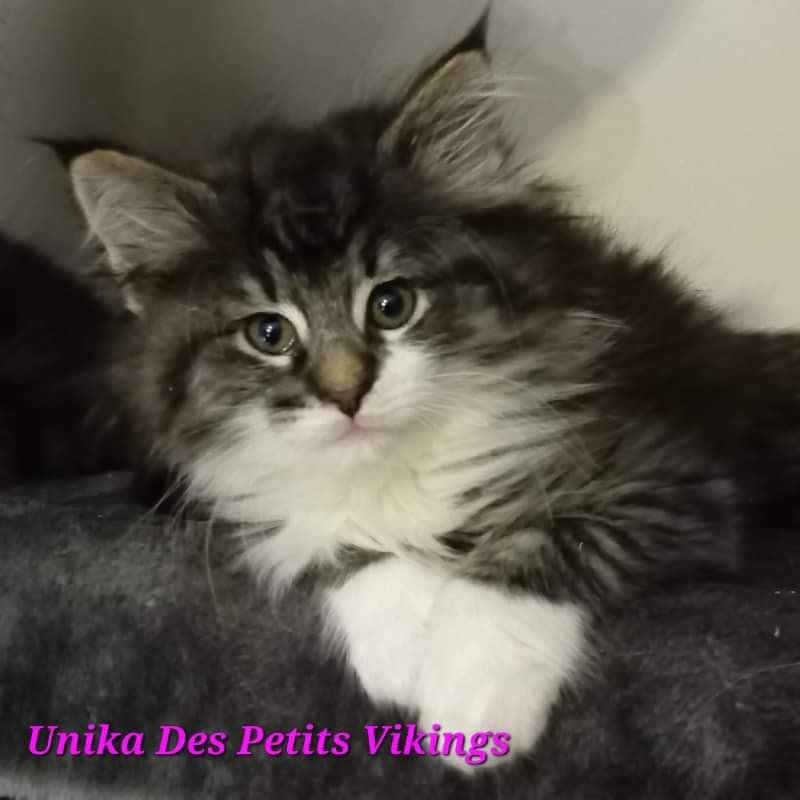 Unika Des Petits Vikings Des Petits Vikings Femelle Norvégien Unika Des Petits Vikings Des Petits Vikings Femelle Norvégien