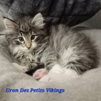 chaton Norvégien brown mackerel tabby & blanc Uron Des Petits Vikings Chatterie Des Petits Vikings chaton Norvégien brown mackerel tabby & blanc Uron Des Petits Vikings Chatterie Des Petits Vikings