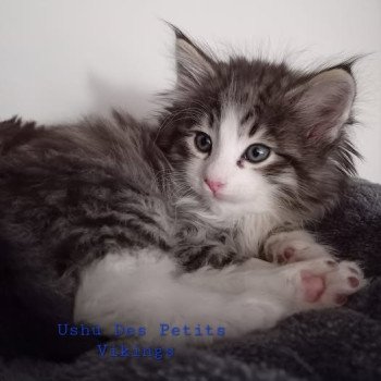 chaton Norvégien brown mackerel tabby bicolor Ushu Des Petits Vikings Chatterie Des Petits Vikings chaton Norvégien brown mackerel tabby bicolor Ushu Des Petits Vikings Chatterie Des Petits Vikings