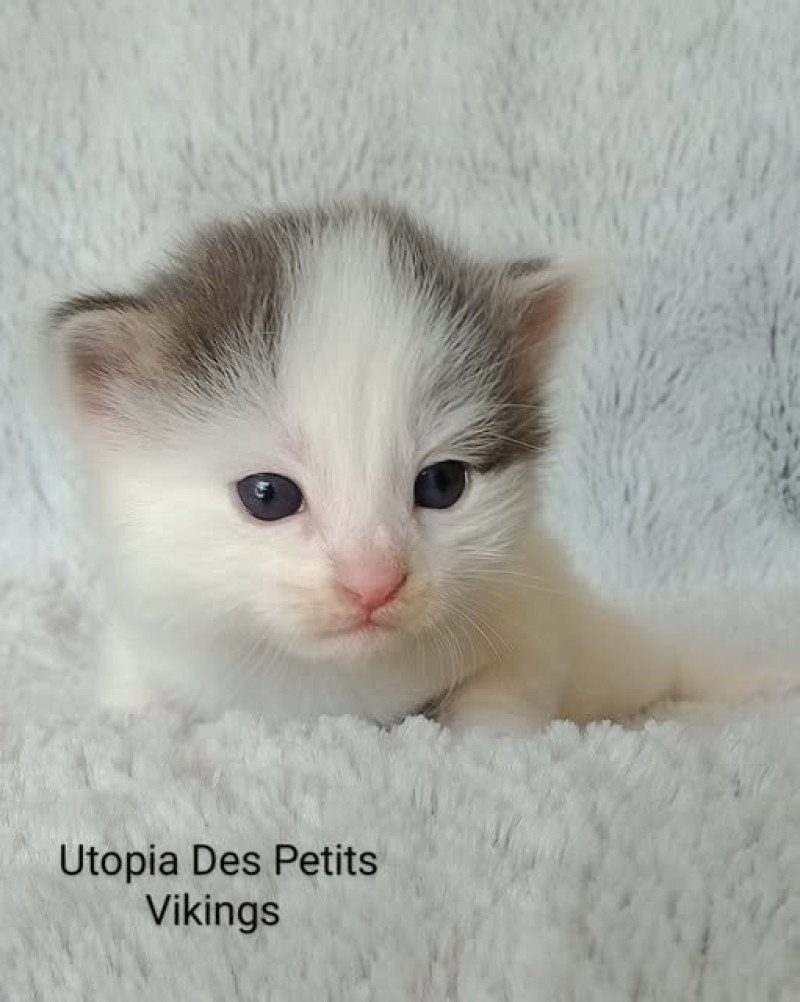 Utopia Des Petits Vikings Des Petits Vikings Femelle Norvégien Utopia Des Petits Vikings Des Petits Vikings Femelle Norvégien