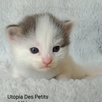 chaton Norvégien blue mackerel tabby & blanc arlequin Utopia Des Petits Vikings Chatterie Des Petits Vikings chaton Norvégien blue mackerel tabby & blanc arlequin Utopia Des Petits Vikings Chatterie Des Petits Vikings