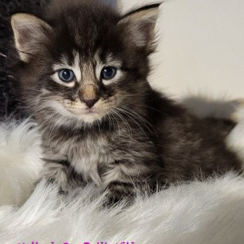 chaton Norvégien Valkyrie Des Petits Vikings Chatterie Des Petits Vikings chaton Norvégien Valkyrie Des Petits Vikings Chatterie Des Petits Vikings