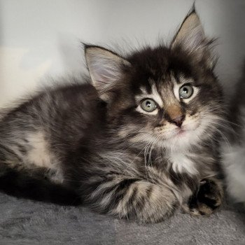 chaton Norvégien Valkyrie Chatterie Des Petits Vikings chaton Norvégien Valkyrie Chatterie Des Petits Vikings