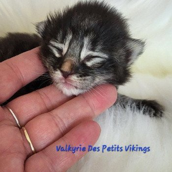 chaton Norvégien Valkyrie Des Petits Vikings Chatterie Des Petits Vikings chaton Norvégien Valkyrie Des Petits Vikings Chatterie Des Petits Vikings