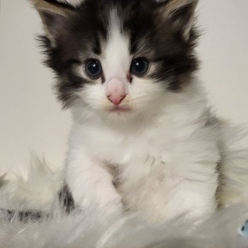 chaton Norvégien Vicky Chatterie Des Petits Vikings chaton Norvégien Vicky Chatterie Des Petits Vikings