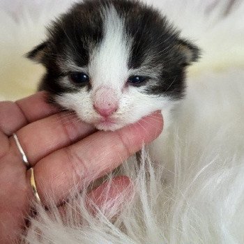 chaton Norvégien Vicky Chatterie Des Petits Vikings chaton Norvégien Vicky Chatterie Des Petits Vikings