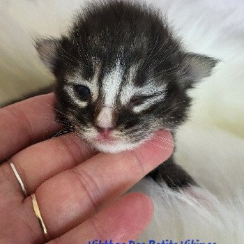 chaton Norvégien Vikthor Des Petits Vikings Chatterie Des Petits Vikings chaton Norvégien Vikthor Des Petits Vikings Chatterie Des Petits Vikings