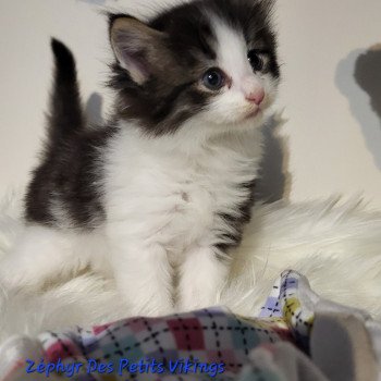 chaton Norvégien Zéphyr Chatterie Des Petits Vikings chaton Norvégien Zéphyr Chatterie Des Petits Vikings