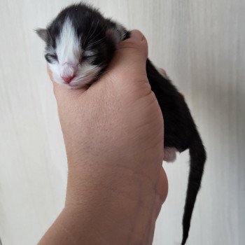 chaton Norvégien Zéphyr Chatterie Des Petits Vikings chaton Norvégien Zéphyr Chatterie Des Petits Vikings
