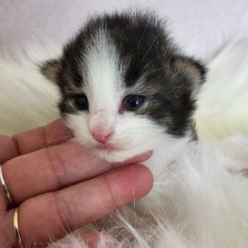 chaton Norvégien Zéphyr Chatterie Des Petits Vikings chaton Norvégien Zéphyr Chatterie Des Petits Vikings