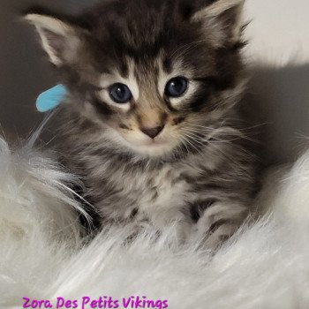 chaton Norvégien Zora Des Petits Vikings Chatterie Des Petits Vikings chaton Norvégien Zora Des Petits Vikings Chatterie Des Petits Vikings