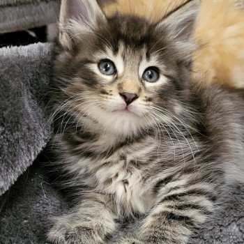 chaton Norvégien Zora Chatterie Des Petits Vikings chaton Norvégien Zora Chatterie Des Petits Vikings
