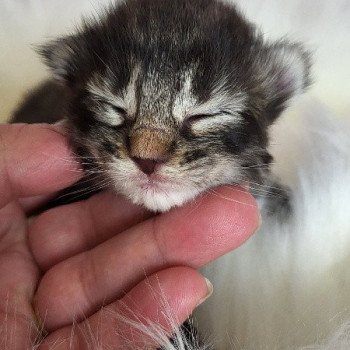 chaton Norvégien Zora Des Petits Vikings Chatterie Des Petits Vikings chaton Norvégien Zora Des Petits Vikings Chatterie Des Petits Vikings