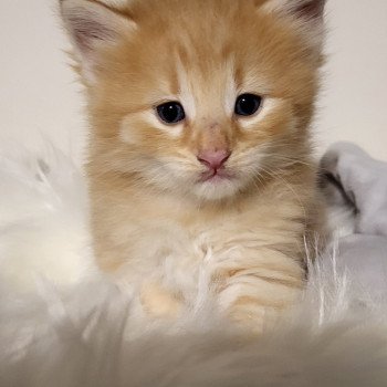 chaton Norvégien Zorg Des Petits Vikings Chatterie Des Petits Vikings chaton Norvégien Zorg Des Petits Vikings Chatterie Des Petits Vikings