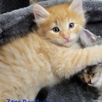 chaton Norvégien Zorg Chatterie Des Petits Vikings chaton Norvégien Zorg Chatterie Des Petits Vikings