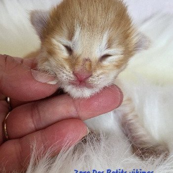 chaton Norvégien Zorg Des Petits Vikings Chatterie Des Petits Vikings chaton Norvégien Zorg Des Petits Vikings Chatterie Des Petits Vikings