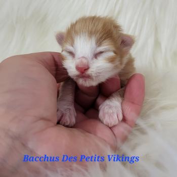Chaton Norvégien  Chatterie Des Petits Vikings